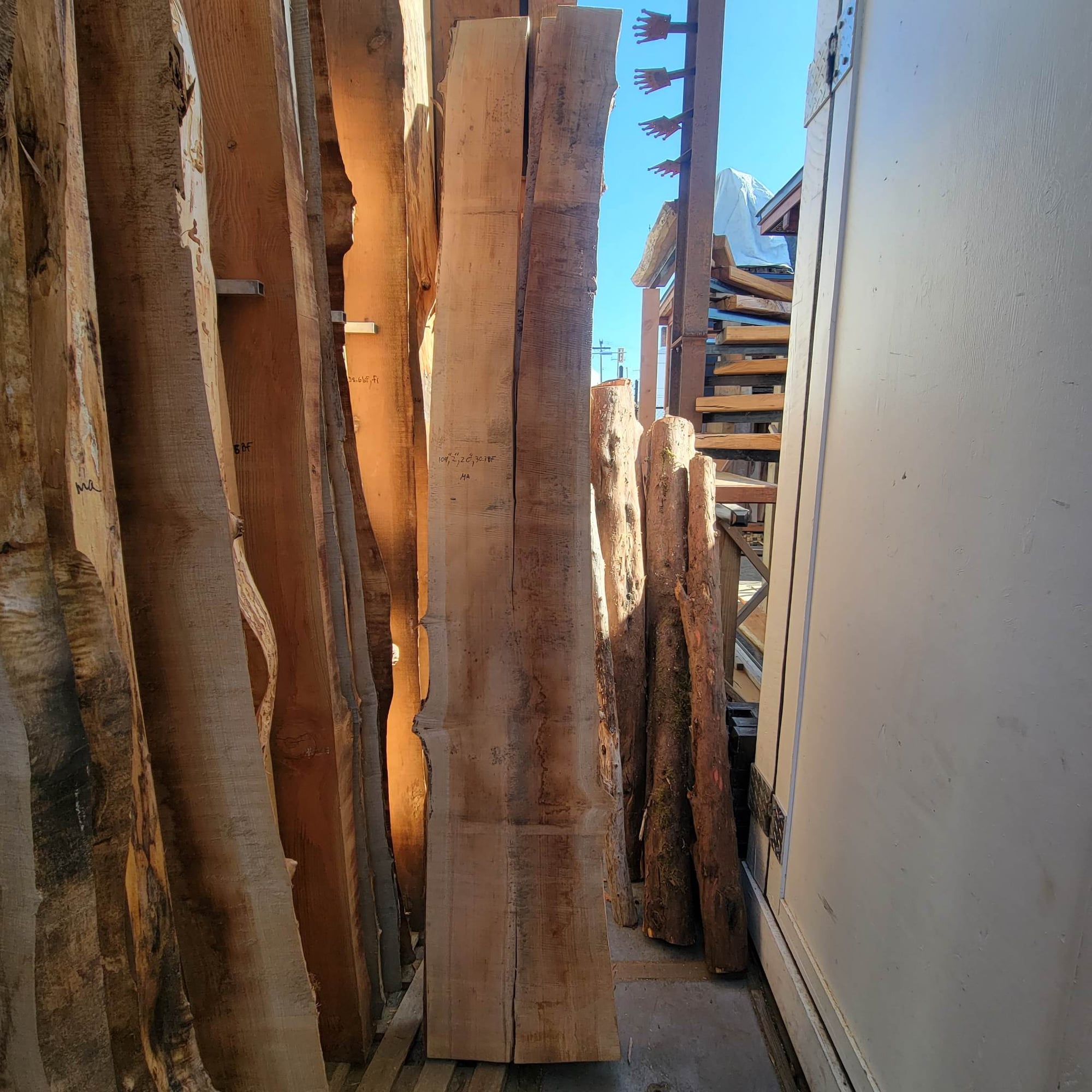 Big Leaf Maple